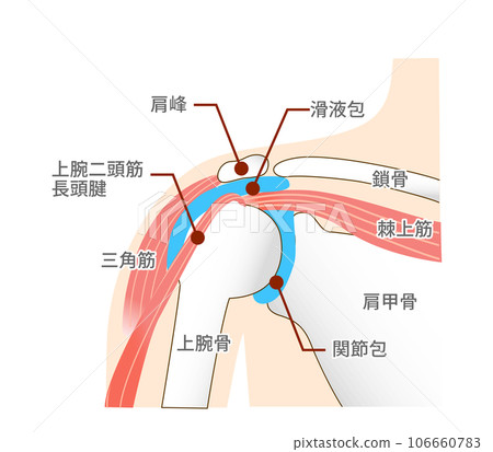 肩關節周圍的肌肉和解剖結構 106660783
