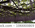 Ashikaga Flower Park, Tochigi Prefecture, Ashikaga City, Wisteria, Wisteria Flower, Fuji, Ofuji, Mauve Purple, Wisteria Transplant, Wisteria Tana, Wisteria Moving 106660869