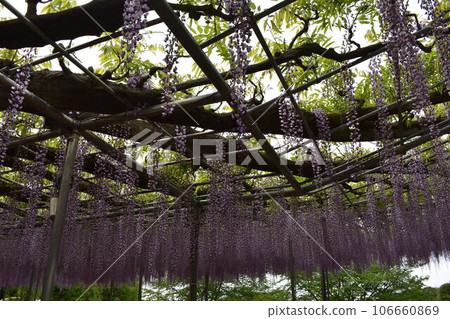 Ashikaga Flower Park, Tochigi Prefecture, Ashikaga City, Wisteria, Wisteria Flower, Fuji, Ofuji, Mauve Purple, Wisteria Transplant, Wisteria Tana, Wisteria Moving 106660869