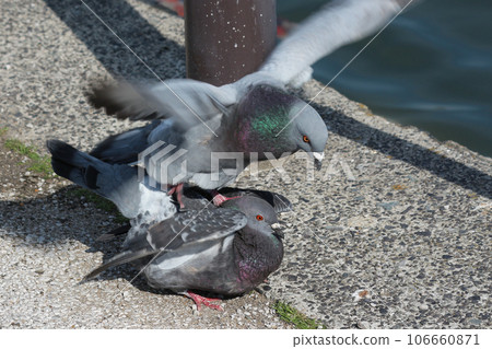 鴿子騎在鴿子上 鴿子騎在鴿子上 106660871