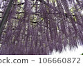 Ashikaga Flower Park, Tochigi Prefecture, Ashikaga City, Wisteria, Wisteria Flower, Fuji, Ofuji, Mauve Purple, Wisteria Transplant, Wisteria Tana, Wisteria Moving 106660872