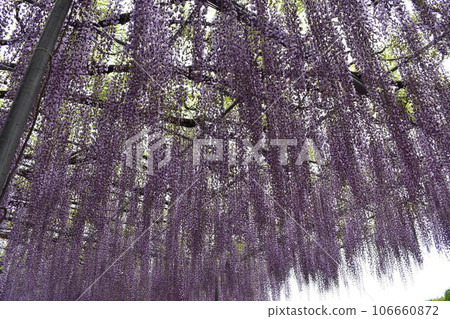 Ashikaga Flower Park, Tochigi Prefecture, Ashikaga City, Wisteria, Wisteria Flower, Fuji, Ofuji, Mauve Purple, Wisteria Transplant, Wisteria Tana, Wisteria Moving Ashikaga Flower Park, Tochigi Prefecture, Ashikaga City, Wisteria, Wisteria Flower, Fuji, Ofuji, Mauve Purple, Wisteria Transplant, Wisteria Tana, Wisteria Moving 106660872