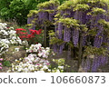 Ashikaga Flower Park, Tochigi Prefecture, Ashikaga City, Wisteria, Wisteria Flower, Fuji, Ofuji, Mauve Purple, Wisteria Transplant, Wisteria Tana, Wisteria Moving 106660873