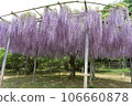 Ashikaga Flower Park, Tochigi Prefecture, Ashikaga City, Wisteria, Wisteria Flower, Fuji, Ofuji, Mauve Purple, Wisteria Transplant, Wisteria Tana, Wisteria Moving 106660878