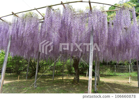 Ashikaga Flower Park, Tochigi Prefecture, Ashikaga City, Wisteria, Wisteria Flower, Fuji, Ofuji, Mauve Purple, Wisteria Transplant, Wisteria Tana, Wisteria Moving Ashikaga Flower Park, Tochigi Prefecture, Ashikaga City, Wisteria, Wisteria Flower, Fuji, Ofuji, Mauve Purple, Wisteria Transplant, Wisteria Tana, Wisteria Moving 106660878