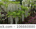 Ashikaga Flower Park, Tochigi Prefecture, Ashikaga City, Wisteria, Wisteria Flower, Fuji, Ofuji, Mauve Purple, Wisteria Transplant, Wisteria Tana, Wisteria Moving 106660880