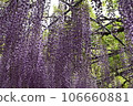 Ashikaga Flower Park, Tochigi Prefecture, Ashikaga City, Wisteria, Wisteria Flower, Fuji, Ofuji, Mauve Purple, Wisteria Transplant, Wisteria Tana, Wisteria Moving 106660881