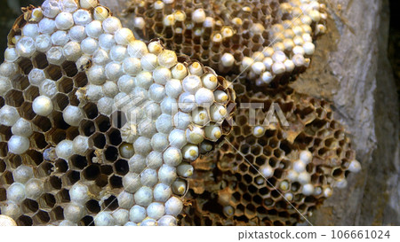 Wasp nest, larvae and pupae 106661024