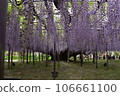Ashikaga Flower Park Wisteria Fuji Fuji Tochigi Prefecture Ashikaga City Ryomo Line Big Wisteria 160 Years Old Miraculous Big Wisteria Moving 106661100