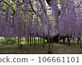 Ashikaga Flower Park Wisteria Fuji Fuji Tochigi Prefecture Ashikaga City Ryomo Line Big Wisteria 160 Years Old Miraculous Big Wisteria Moving 106661101