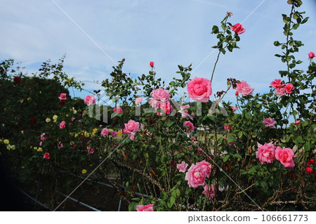 Arao City Ominous Citizen Flower Bed Rose Flower, Arao City Ominous Citizen Flower Bed Rose Flower, 106661773