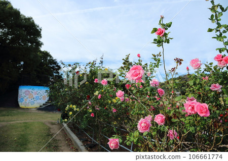 Arao City Ominous Citizen Flower Bed Rose Flower, Arao City Ominous Citizen Flower Bed Rose Flower, 106661774