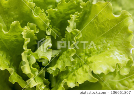 Close-up macro view of fresh green Lettuce leaves. Close-up macro view of fresh green Lettuce leaves. 106661807