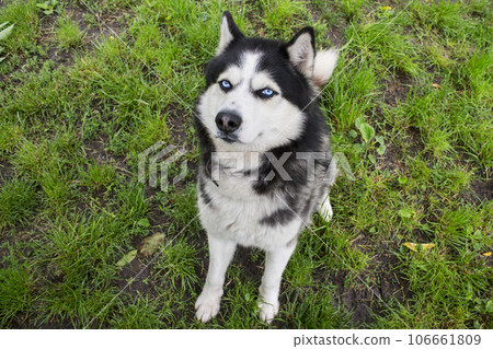 Husky dog on the grass background. Portrait of a Siberian Husky. Husky dog on the grass background. Portrait of a Siberian Husky. 106661809