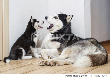 Portrait two cute husky dogs sitting on floor Portrait two cute husky dogs sitting on floor 106661833