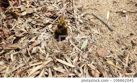 Bamboo shoot with the tip slightly sticking out Bamboo shoot with the tip slightly sticking out 106662045