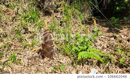 growing bamboo shoots growing bamboo shoots 106662046