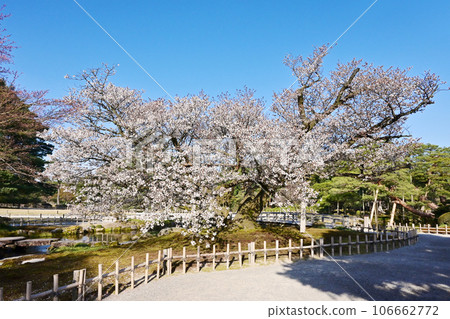 櫻花盛開的金澤兼六園 金澤的旅遊勝地 盛開的櫻花和日本花園 石川縣旅遊勝地 旭櫻花 日本三大名園 櫻花盛開的金澤兼六園 金澤的旅遊勝地 盛開的櫻花和日本花園 石川縣旅遊勝地 旭櫻花 日本三大名園 106662772