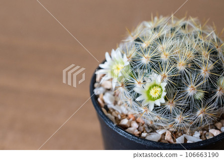 A cute Mammillaria cactus with flowers blooming rounded it. A cute Mammillaria cactus with flowers blooming rounded it. 106663190