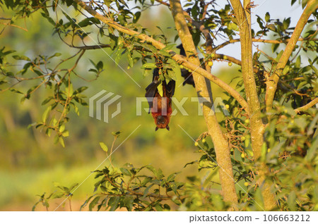 Indian Flying Fox, Pteropus giganteus hanging upside down from a tree near Sangli, Maharashtra, India 106663212