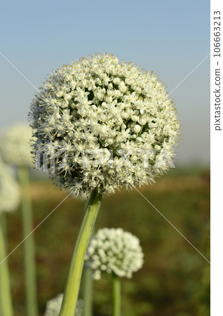 Onion flower near Pune Maharashtra India Onion flower near Pune Maharashtra India 106663213
