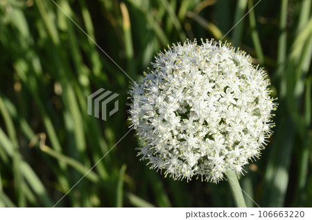 Onion flower, near Pune Maharashtra India 106663220