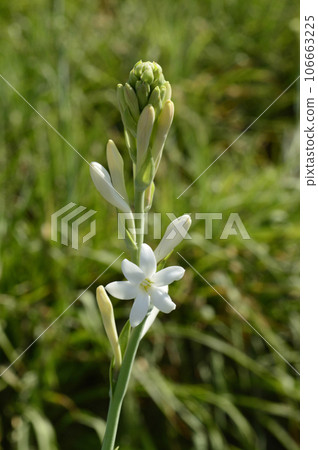 Tuberosa flower (Nishigandha) near Pune Maharashtra India Tuberosa flower (Nishigandha) near Pune Maharashtra India 106663225