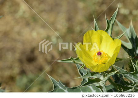 Yellow wild flower near Pune Maharashtra India 106663226