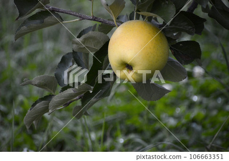 Apple  106663351