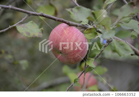 Apple  106663352