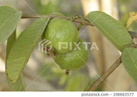 Two guavas on tree 106663577