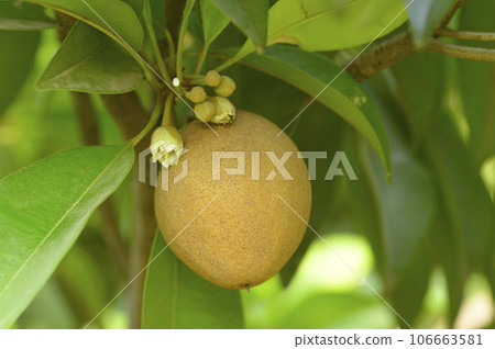 Sapodilla or chickoo fruit on tree 106663581