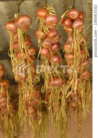 Onions hung in a shed to dry 106663582