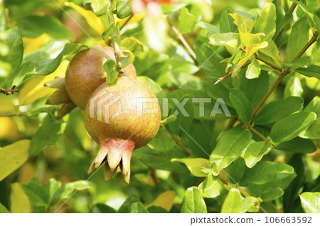 Pomegranates on tree 106663592