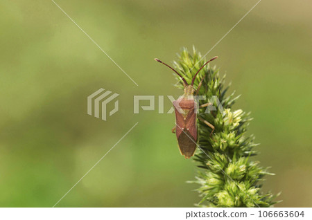 Indian Milkweed Bug, Oncopeltus confusus, Pune, Maharashtra India 106663604