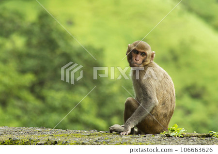 Monkey sitting on roadside wall in Varandha ghat, Pune, Maharashtra India Monkey sitting on roadside wall in Varandha ghat, Pune, Maharashtra India 106663626