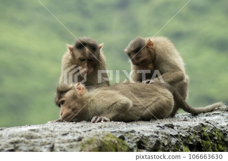 Monkeys sitting on roadside wall in Varandha ghat, Pune, Maharashtra India Monkeys sitting on roadside wall in Varandha ghat, Pune, Maharashtra India 106663630