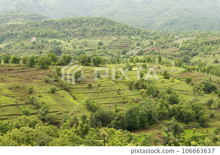 Mountain meadow near Bhatghar dam, Pune, Maharashtra India 106663637