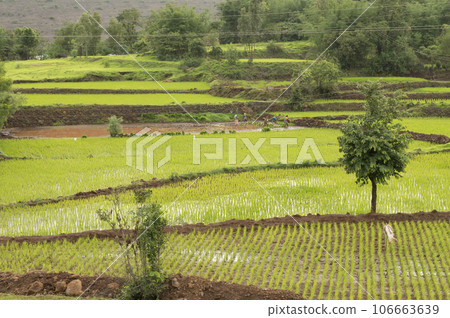 View of rice farms near Bhambatmal dam, Pune, Maharashtra India 106663639