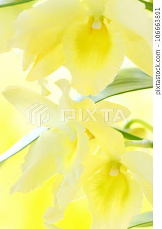 石斛蘭黃花西方蘭花明亮的背景 106663891