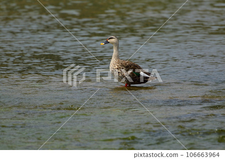 Indian Spot-billed Duck near Sangli, Maharashtra, India. Anas poecilorhyncha 106663964