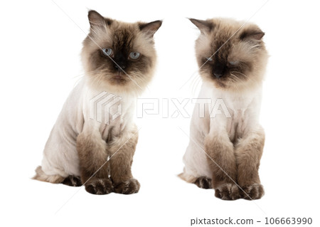 Portrait of a beige cat Portrait of a beige cat 106663990