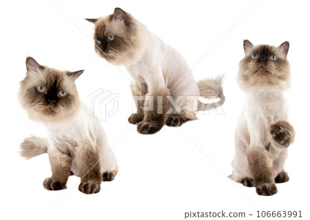 Portrait of a beige cat Portrait of a beige cat 106663991