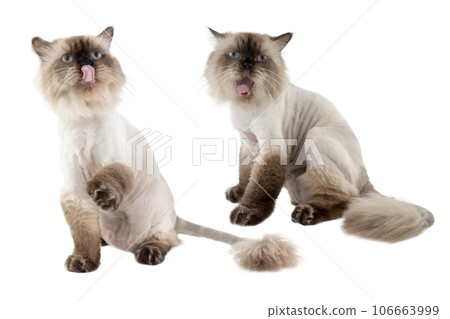 Portrait of a beige cat Portrait of a beige cat 106663999