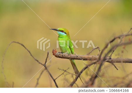 Green bee-eater, Merops orientalison a branch at Sagareshwar wildlife sanctuary, Sangli, Maharashtra, India 106664166
