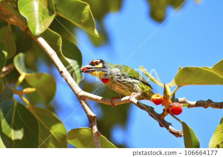 Coppersmith Barbet, Psilopogon haemacephalus on a branch at Sagareshwar wildlife sanctuary, Sangli, Maharashtra, India 106664177