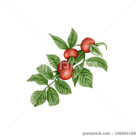 Watercolor dog rose branch. Hand painted rose hips with leaves isolated on white background. Botanical illustration for design, print or background. Watercolor dog rose branch. Hand painted rose hips with leaves isolated on white background. Botanical illustration for design, print or background. 106664189