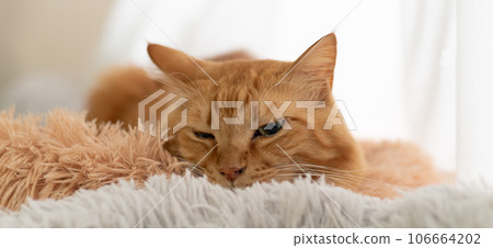 Window cat, tea tabby cat 106664202