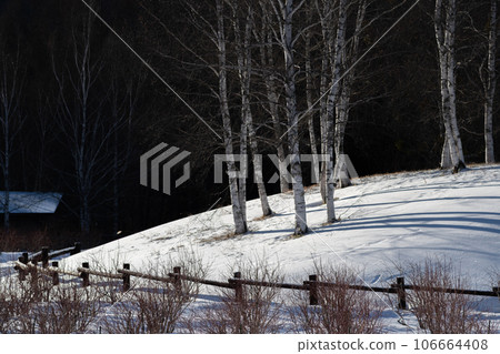 Birch trees and snow Birch trees and snow 106664408