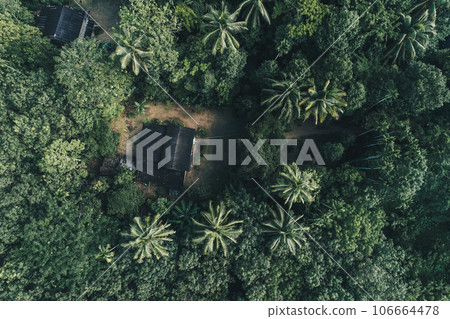 Peaceful house in tropical rain forest with palm tree Peaceful house in tropical rain forest with palm tree 106664478